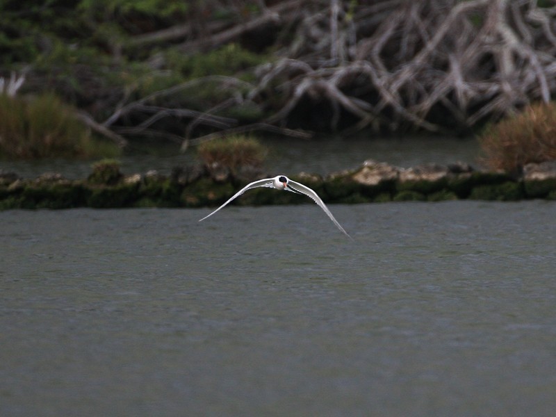 Elegant Tern - ML97888971