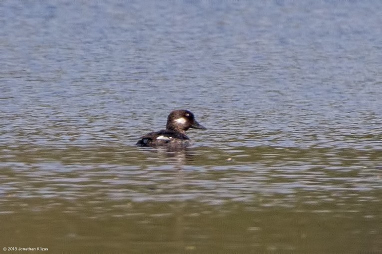 Bufflehead - ML97890911