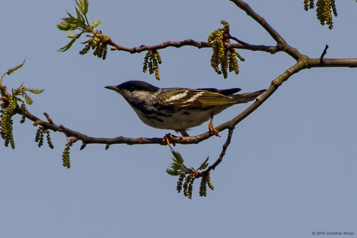 Blackpoll Warbler - ML97890931