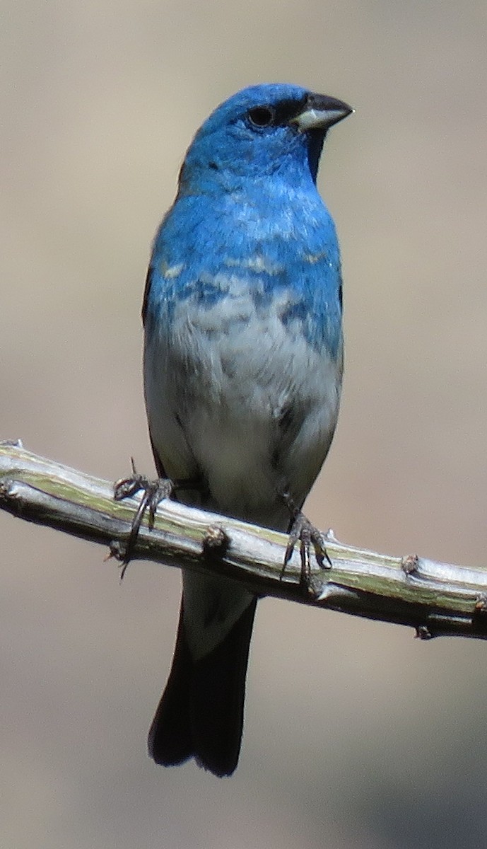 Lazuli x Indigo Bunting (hybrid) - Rich Hoyer