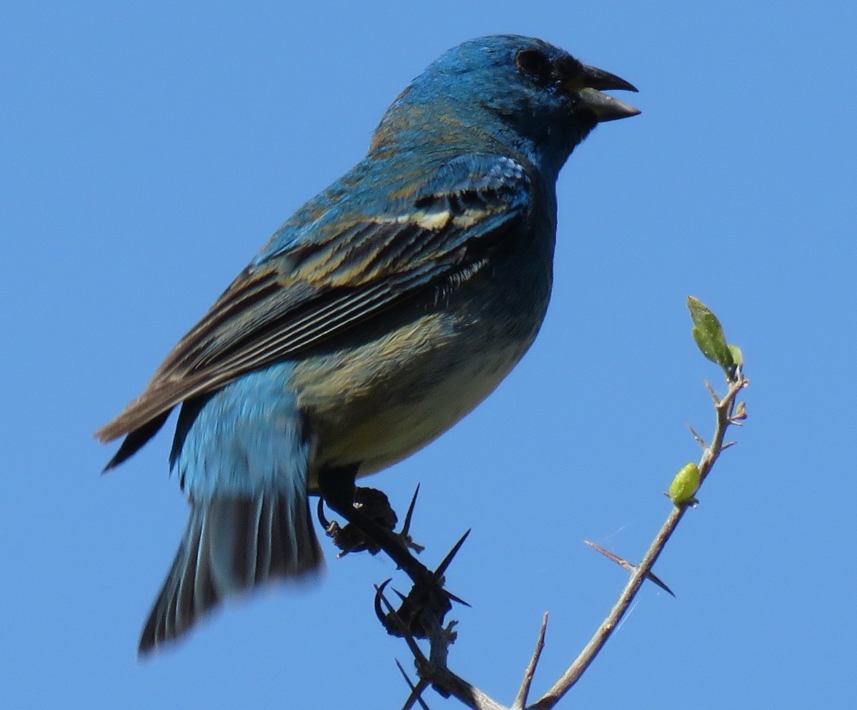 Lazuli x Indigo Bunting (hybrid) - ML97892071