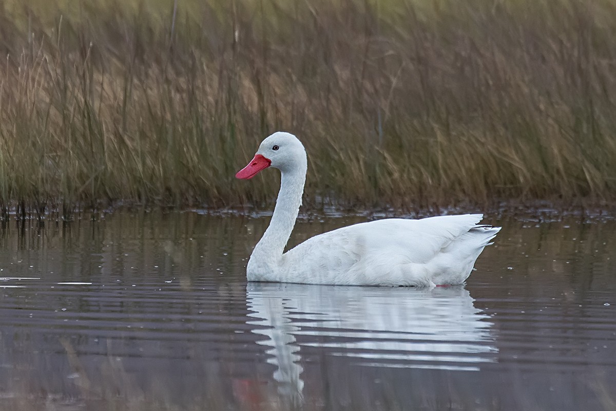 Coscoroba Swan - ML97892631