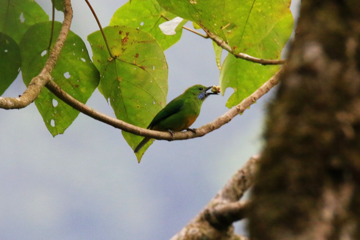 Orange-bellied Leafbird - ML97892981