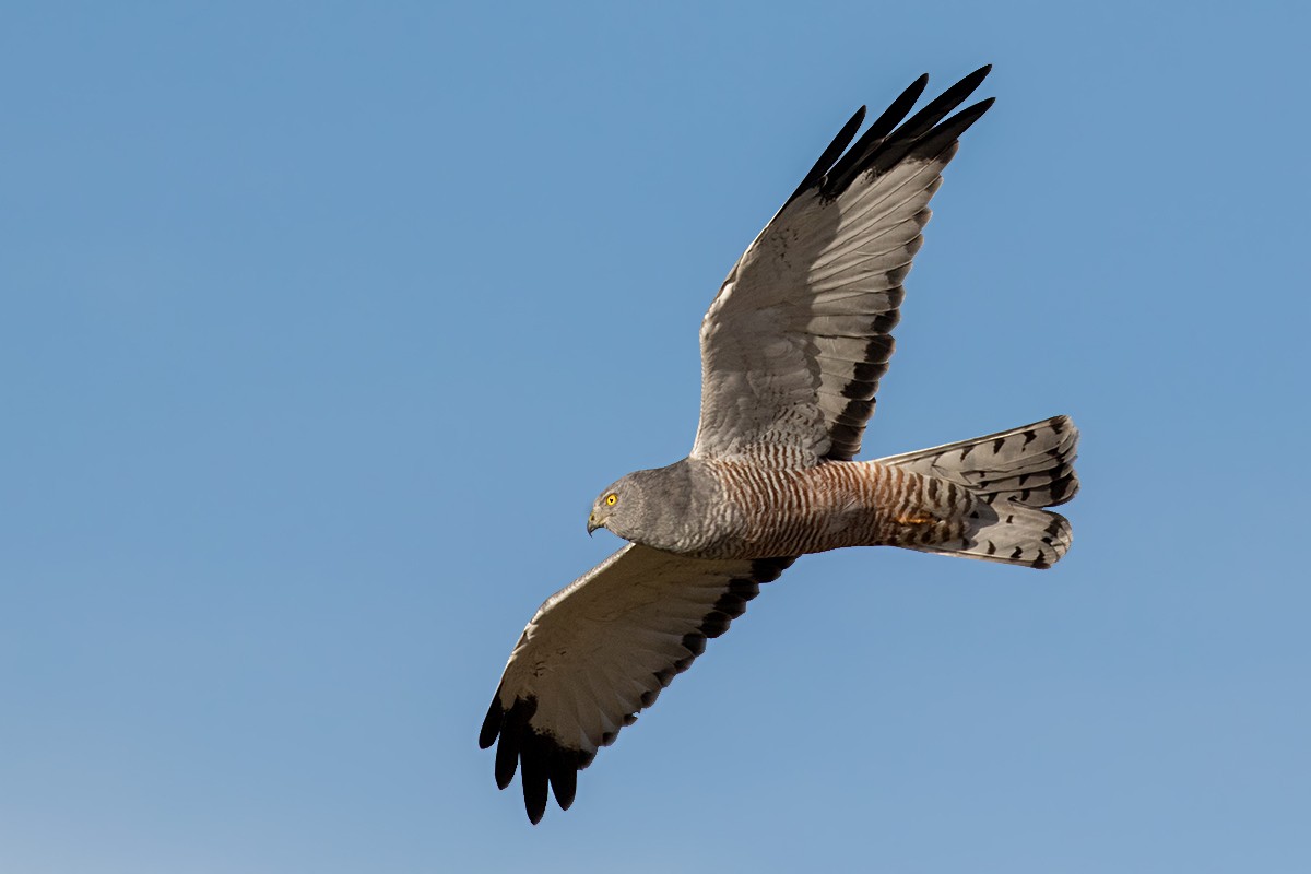 Cinereous Harrier - Alexandre Gualhanone