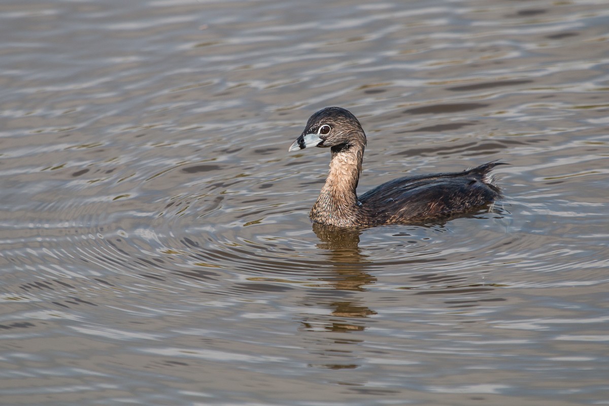 Pied-billed Grebe - ML97894051