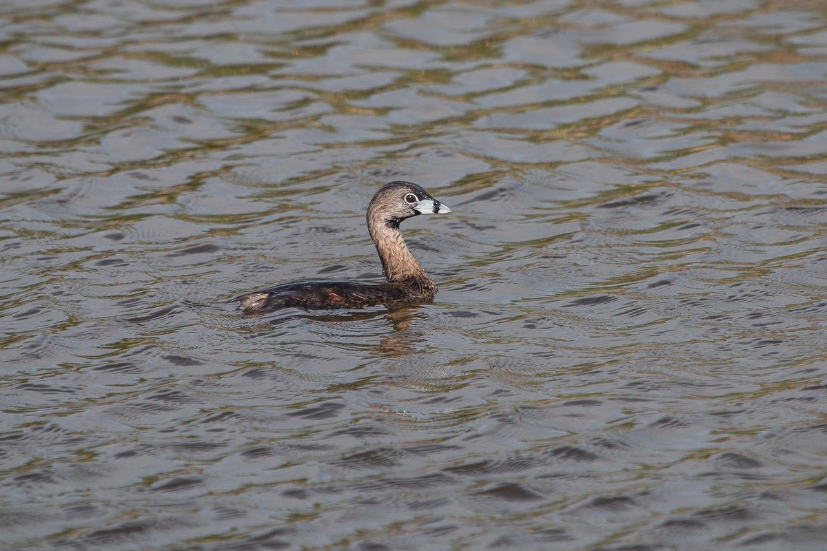 Pied-billed Grebe - ML97894061