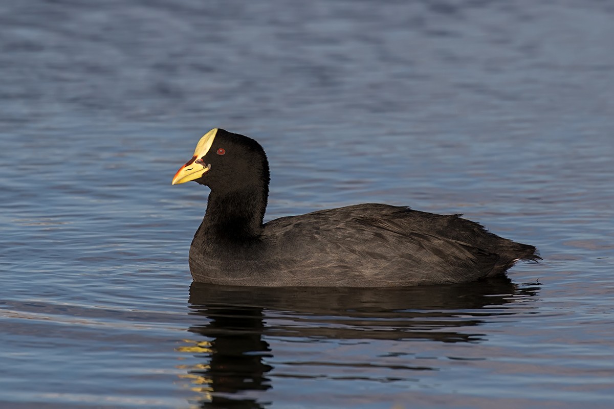 Red-gartered Coot - Alexandre Gualhanone