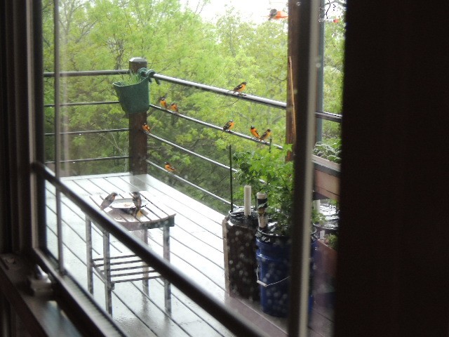 Baltimore Oriole - ML97896061