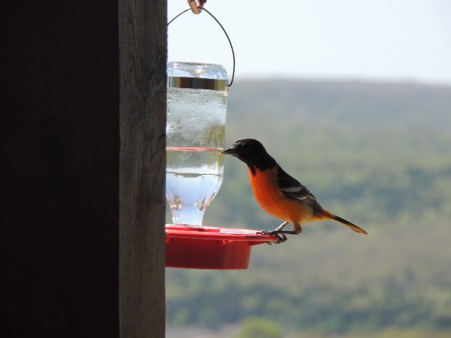 Baltimore Oriole - ML97896231