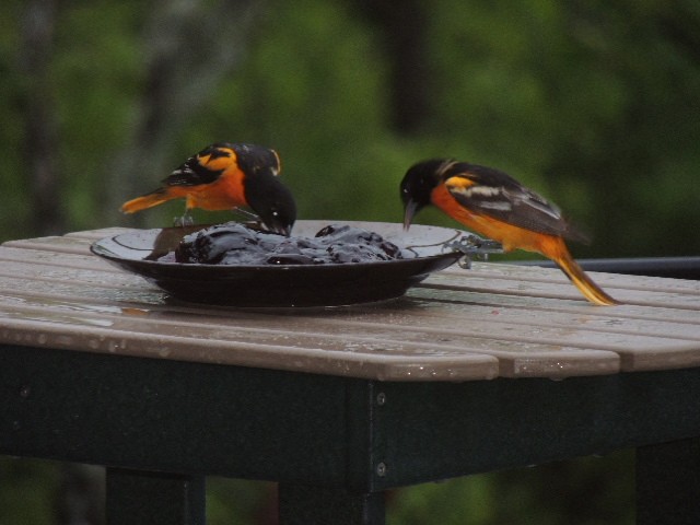 Baltimore Oriole - ML97896251