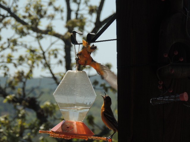 Baltimore Oriole - ML97896281