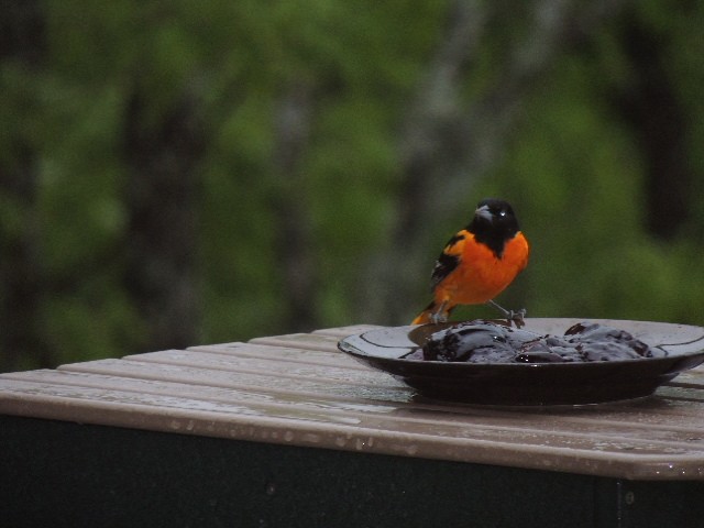 Baltimore Oriole - ML97896341