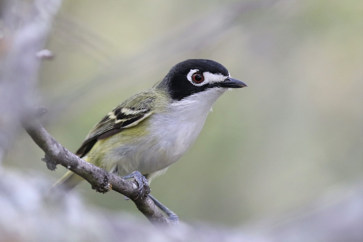 Black-capped Vireo - Bob Friedrichs