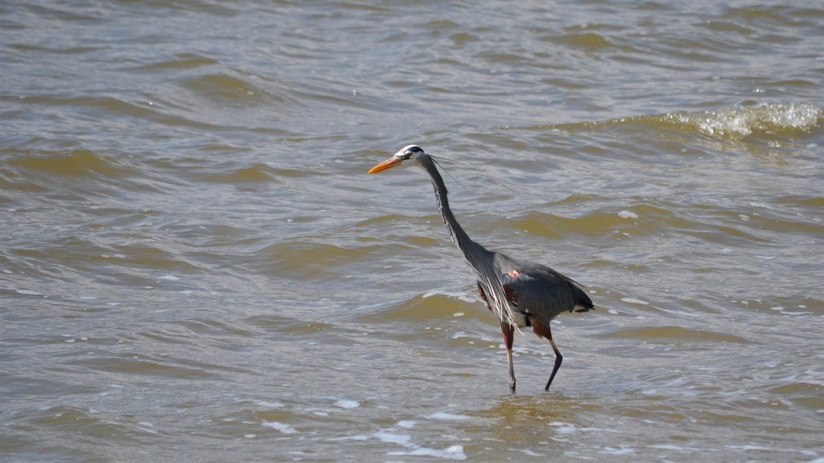 Great Blue Heron - ML97896861