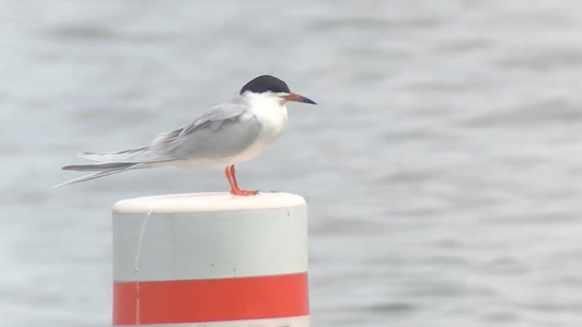 Forster's Tern - ML97897001