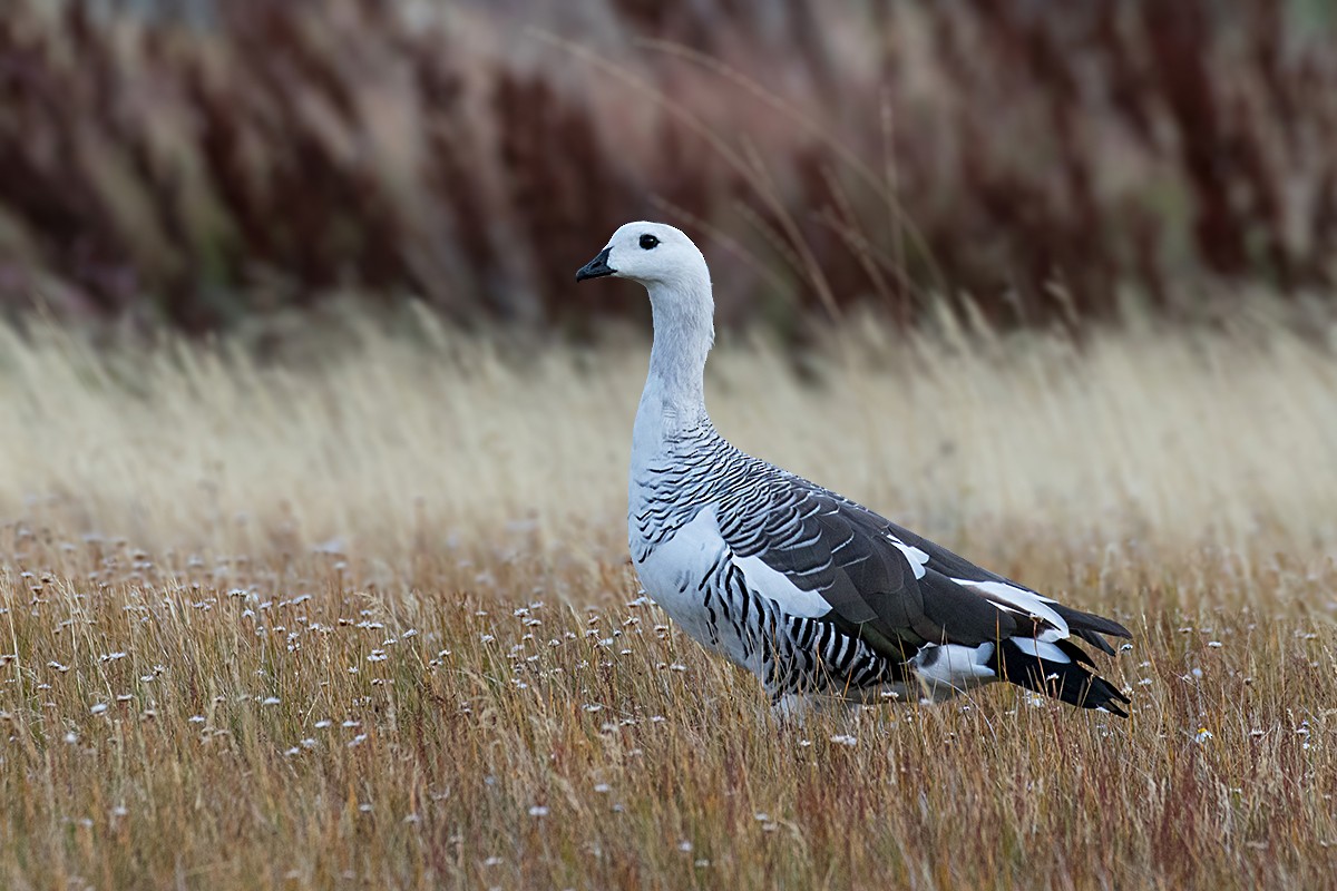 Upland Goose - ML97897161