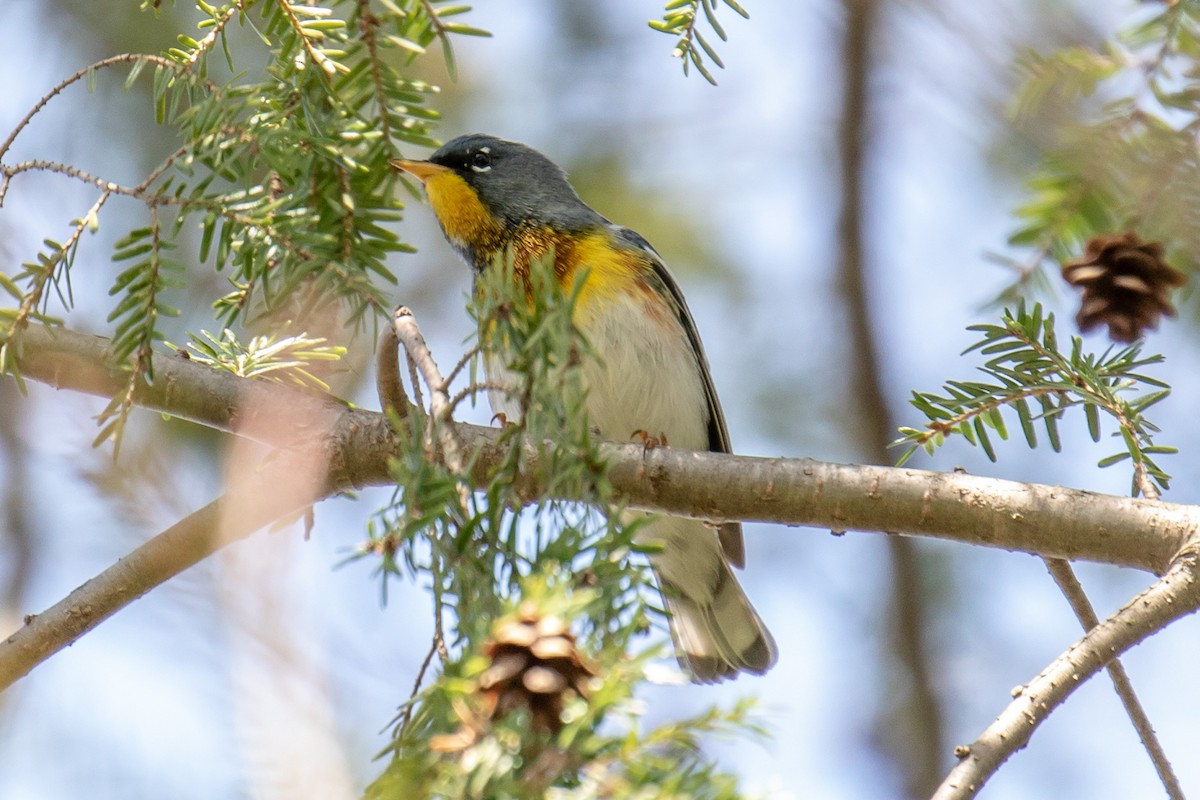 Northern Parula - ML97897581