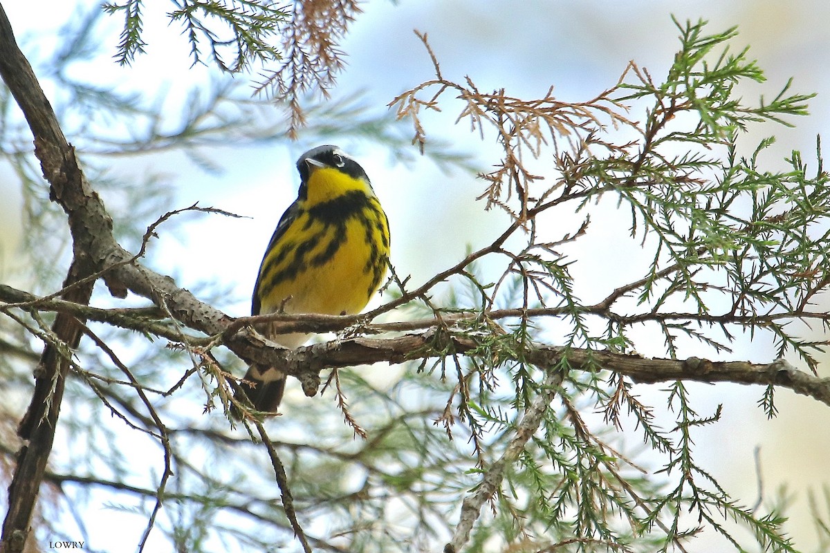 Magnolia Warbler - Brian Lowry