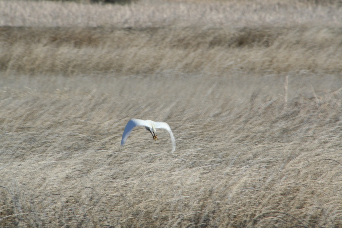 Snowy Egret - ML97898971