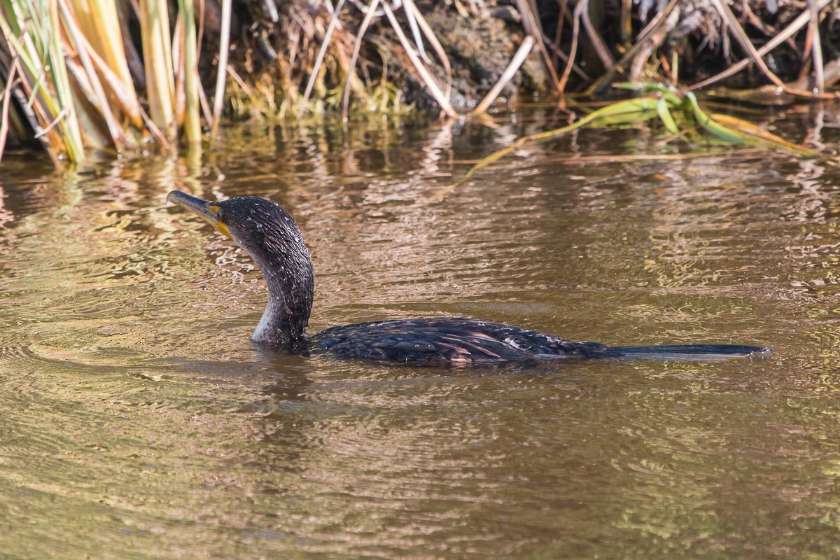 Double-crested Cormorant - ML97899011