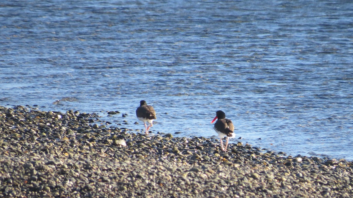 American Oystercatcher - Mujeres Con Alas