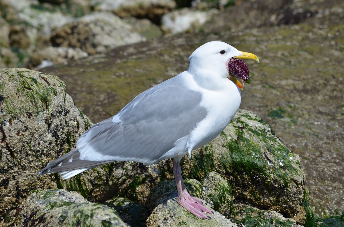 Glaucous-winged Gull - ML97899621