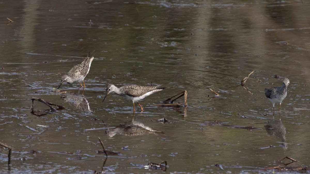 Lesser Yellowlegs - ML97899641