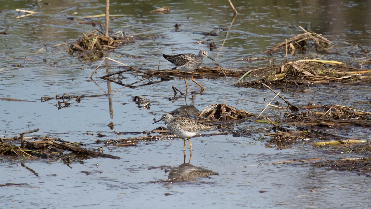 Lesser Yellowlegs - ML97899681