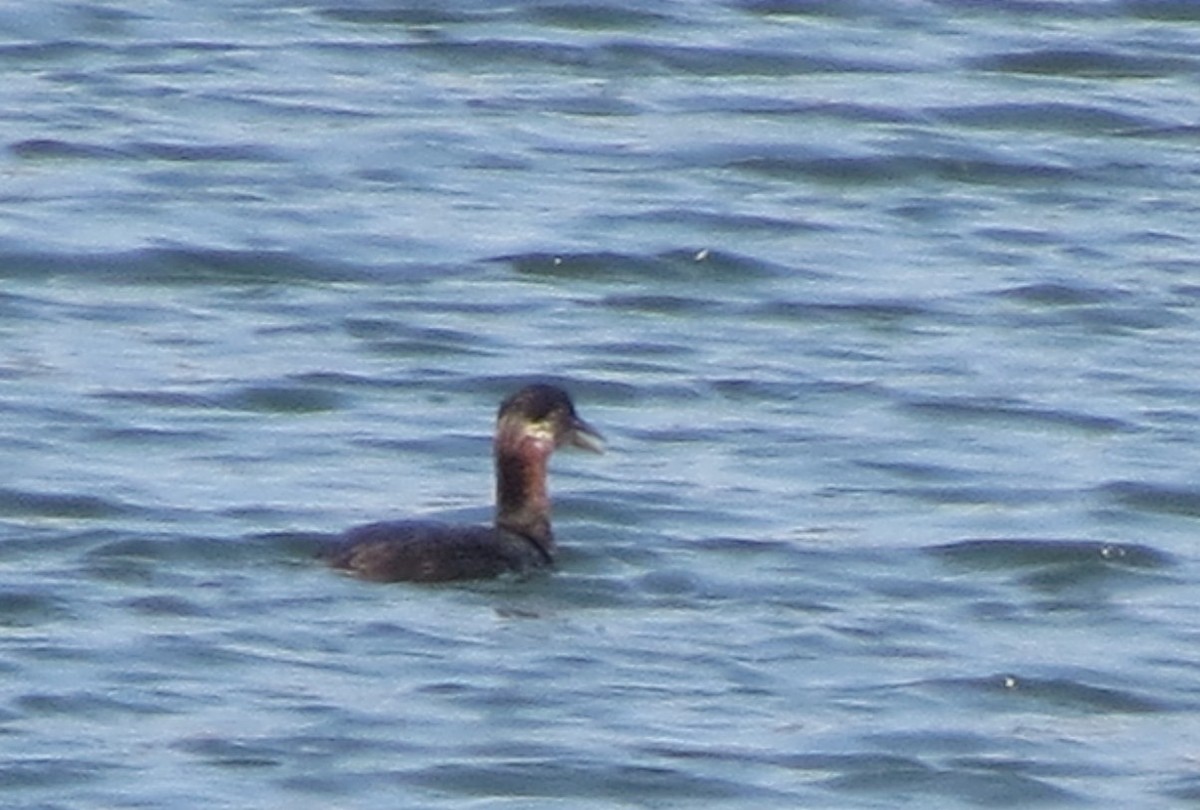 Red-necked Grebe - ML97900391