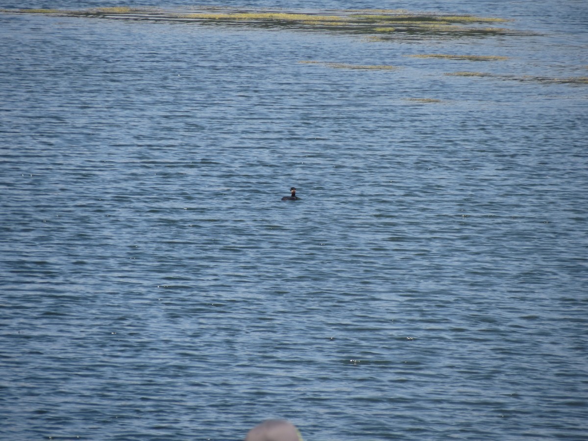 Red-necked Grebe - ML97900411