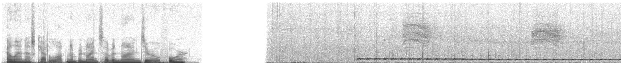 Malagasy Coucal - ML97904