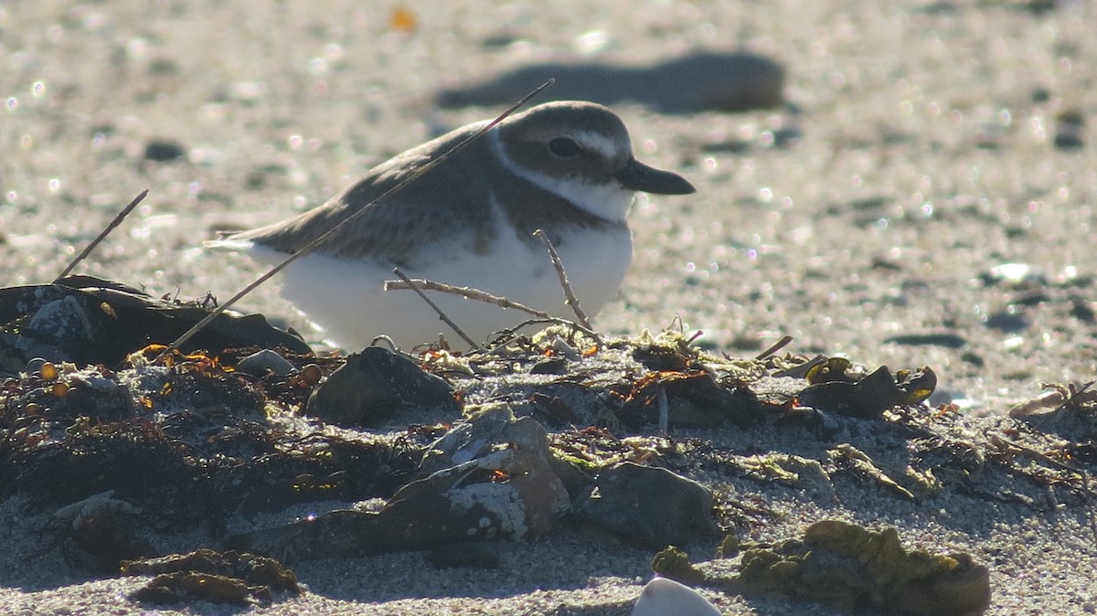 Wilson's Plover - ML97904371