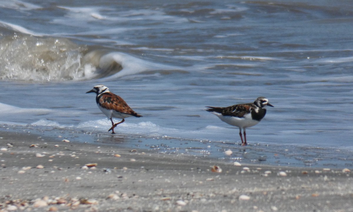 Ruddy Turnstone - ML97904421