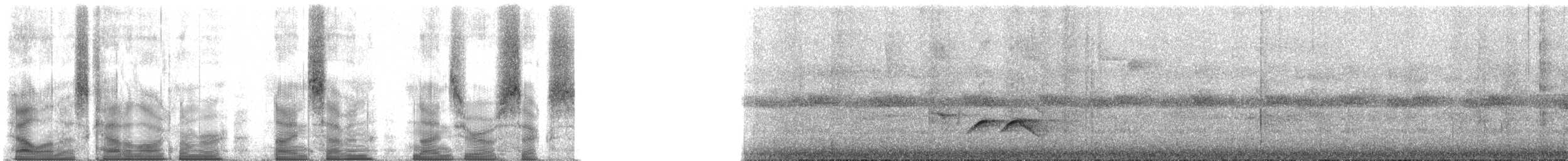 Red-tailed Vanga - ML97906