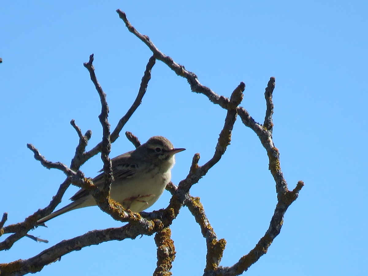 Tawny Pipit - Joan Balfagón