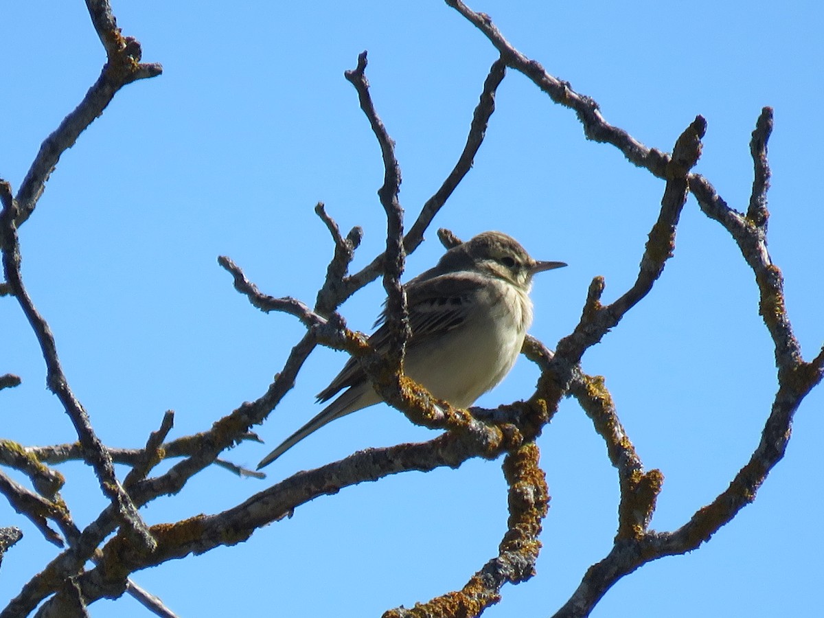 Tawny Pipit - ML97906151