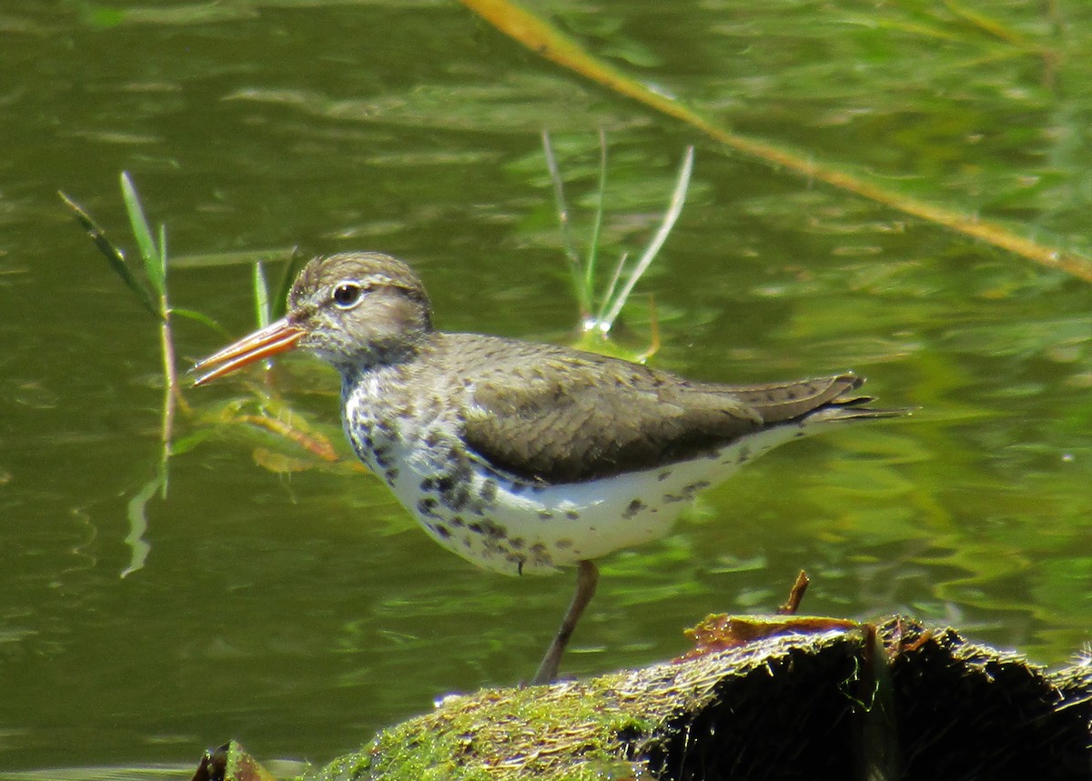 Spotted Sandpiper - ML97906731