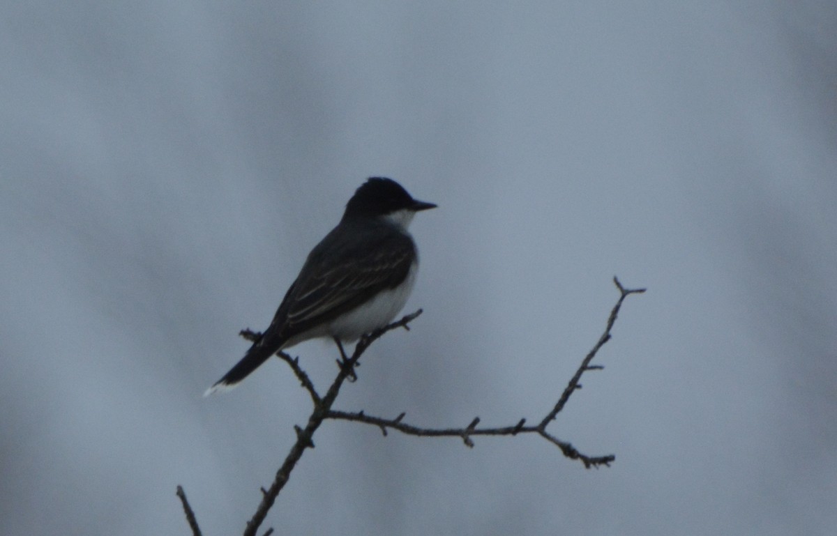 Eastern Kingbird - ML97908471