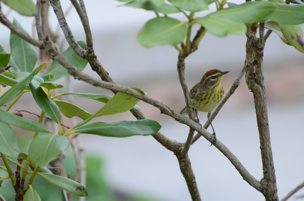 Palm Warbler - Mary Brenner