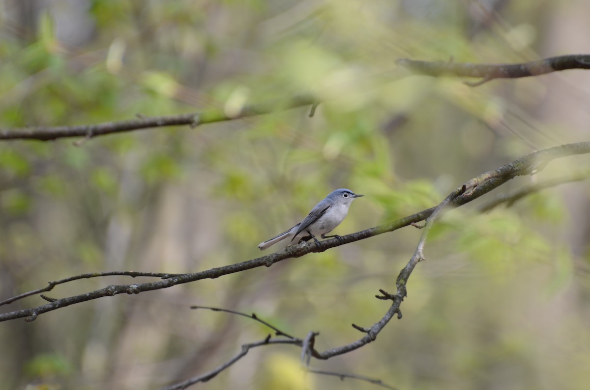 Blue-gray Gnatcatcher - Mary Brenner