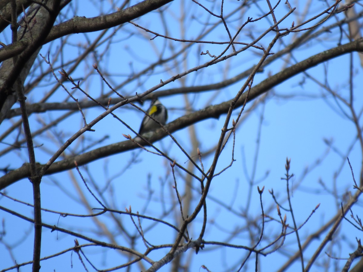 Yellow-rumped Warbler - Connor Marland