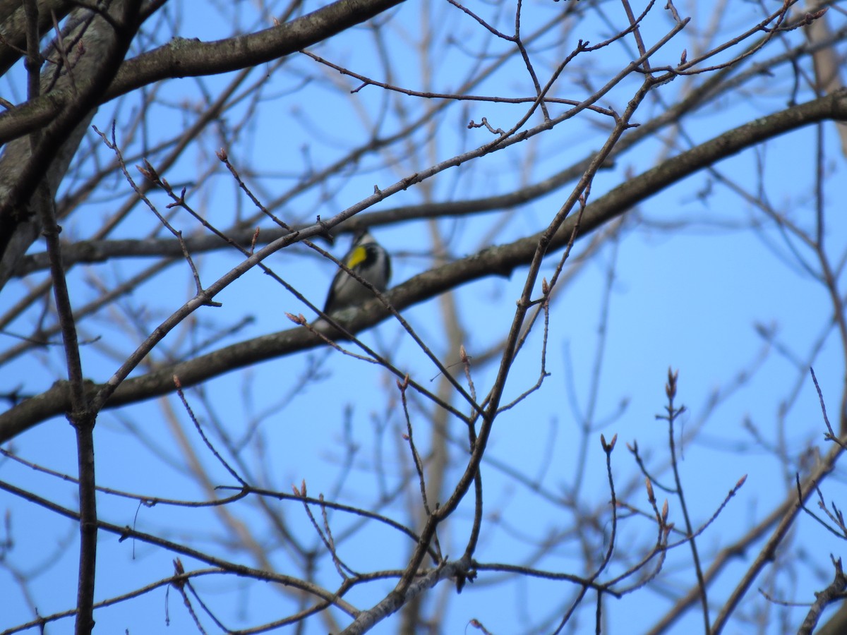 Yellow-rumped Warbler - ML97909341