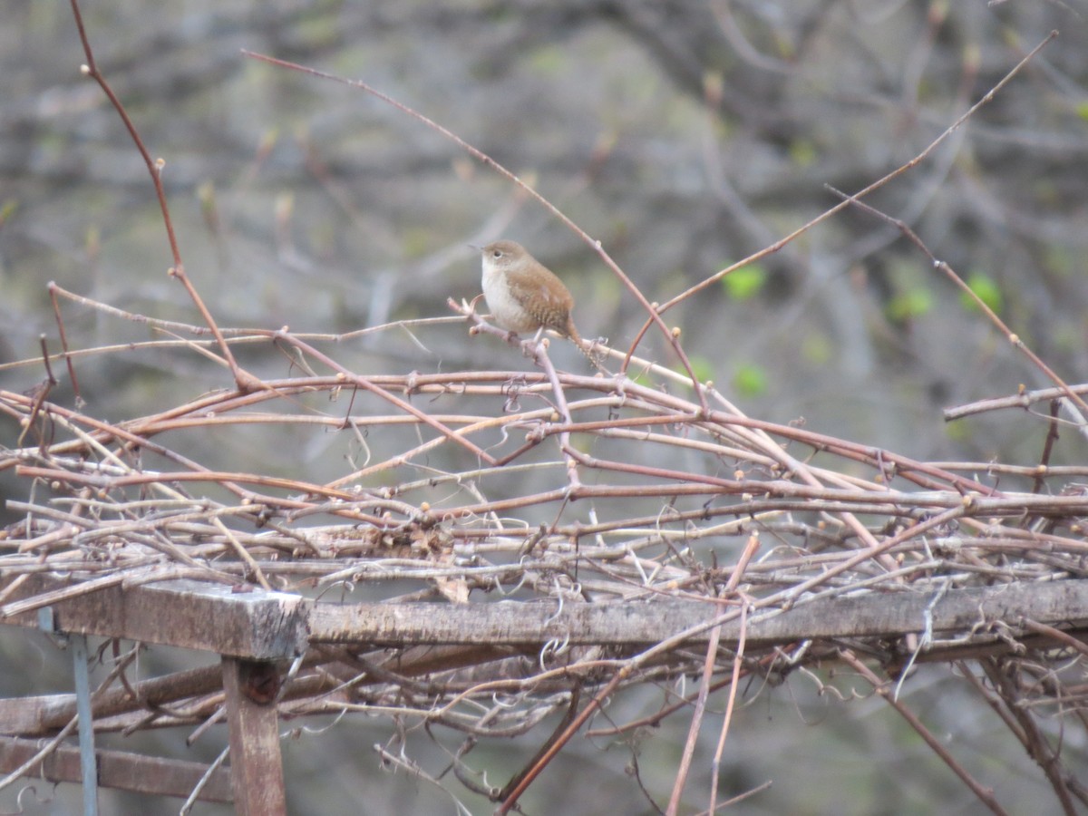 House Wren - ML97910141