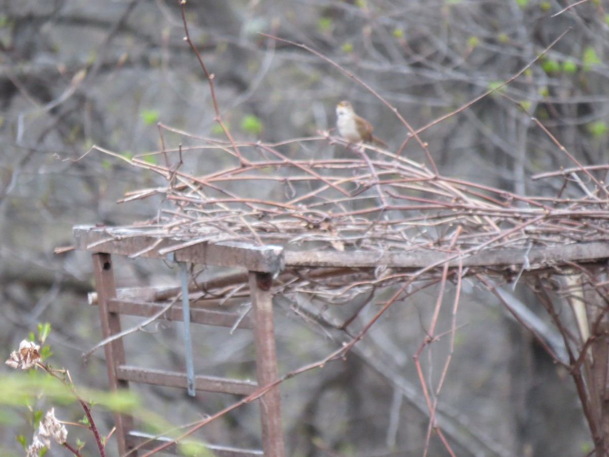 House Wren - Connor Marland