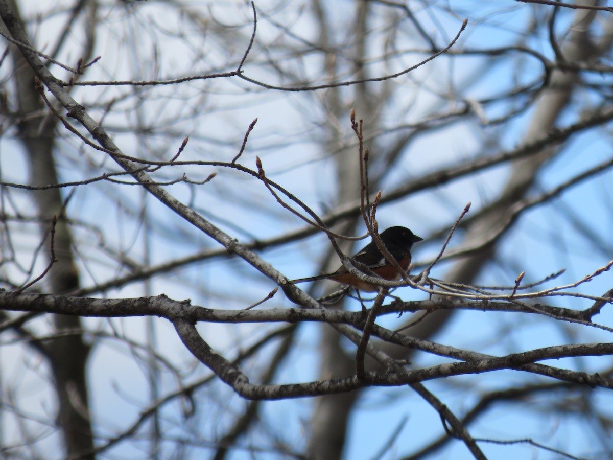 Eastern Towhee - ML97910771