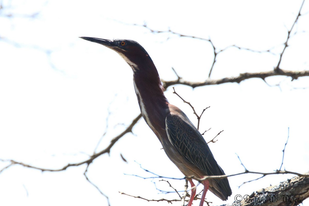 Green Heron - ML97910841