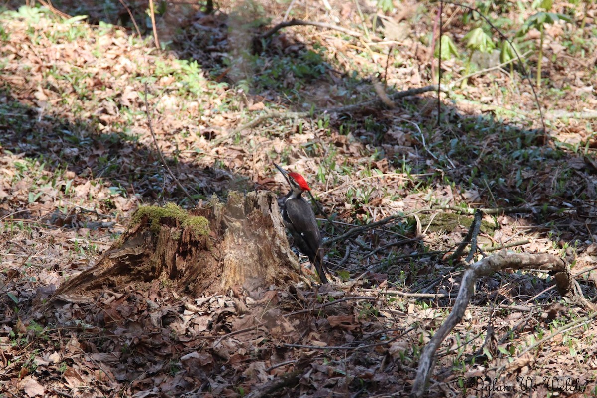 Pileated Woodpecker - ML97911031