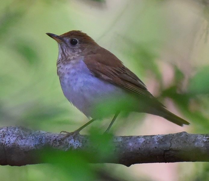 Veery - ML97911181