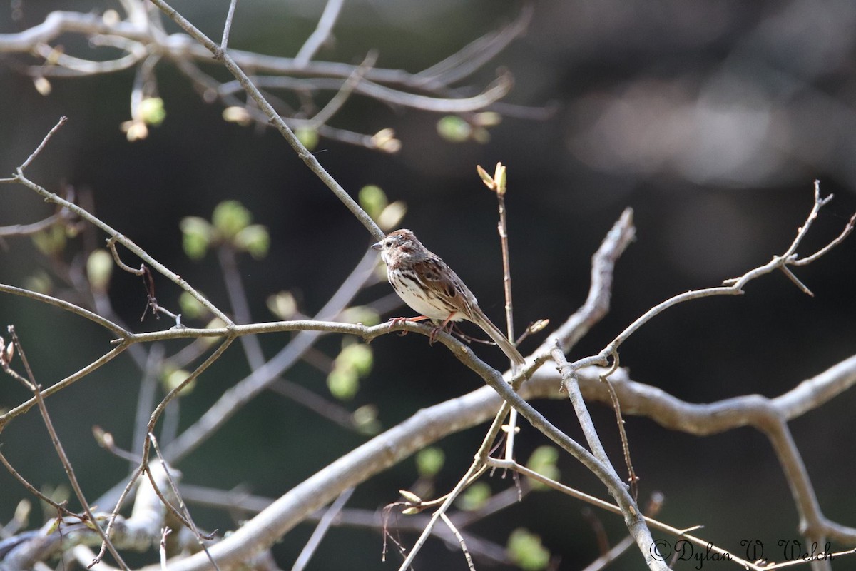 Chipping Sparrow - ML97911261