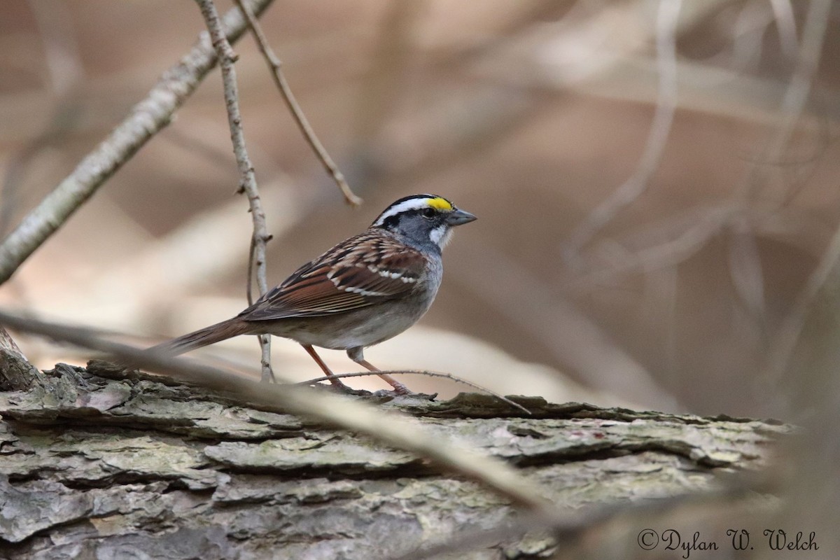 White-throated Sparrow - ML97911441